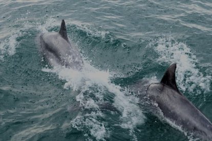 Lengte 2,3 tot ca. 4 meter.