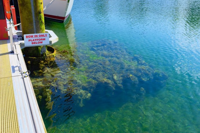 Verrassing onder water,