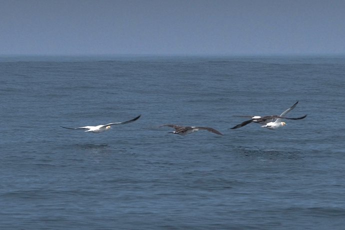 Vrij als de vogels, zo voelt het !