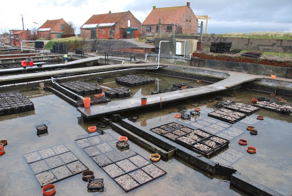 De oesterputten van Yerseke.