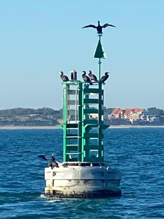 Veel aalscholvers op de boeien.