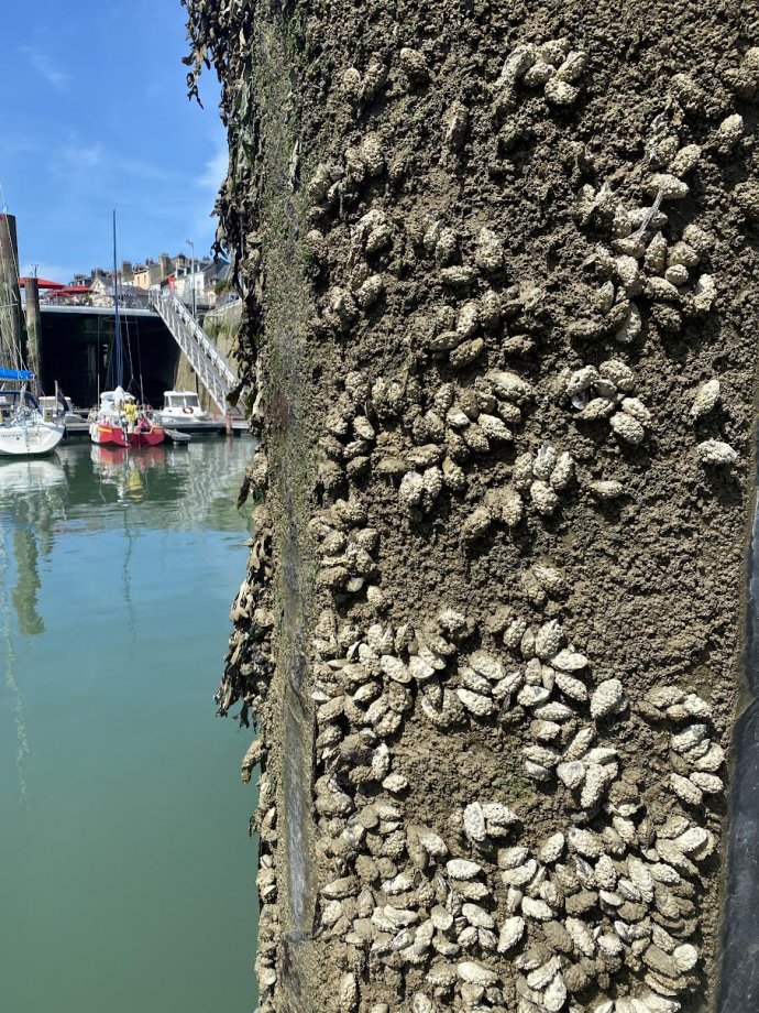 De mosselen gedijen hier goed.