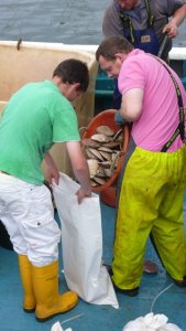 zakkenvullers met scallops