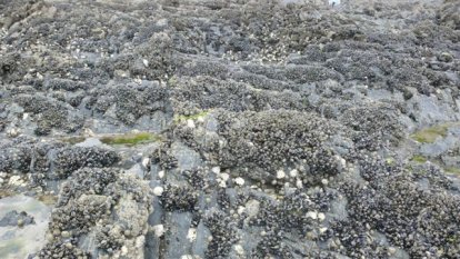 Rotsen vol mosselen en oesters in Binic