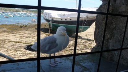 lunchen met Garry de zeemeeuw