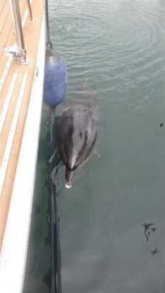 "Onze dolfijn" kan geen afscheid nemen