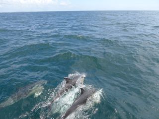 Onze broeders van de zee.